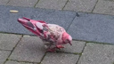 В Новосибирске заметили гламурного голубя с розовыми перьями — как он мог появиться