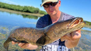 Голова змеи, а сама — рыба: волгоградец выловил чудовище на обычную лягушку из озера в Казахстане