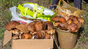 Набрать целую корзину: публикуем карту грибных мест Самарской области в одной картинке