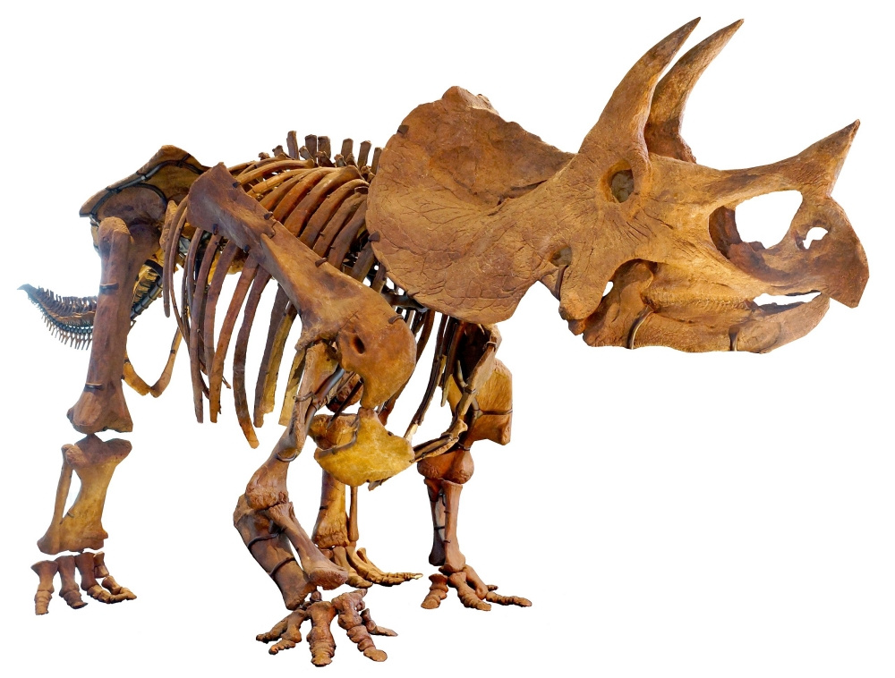 Реконструкция скелета трицератопса грубого, Лос-Анджелесский музей естественной истории