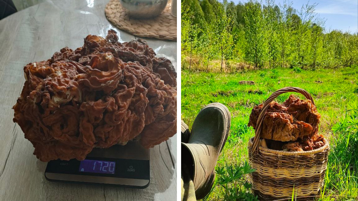 Пошла жара. Житель Нижегородской области нашел гигантский гриб весом почти <nobr class="_">2 кг</nobr> — делимся фото