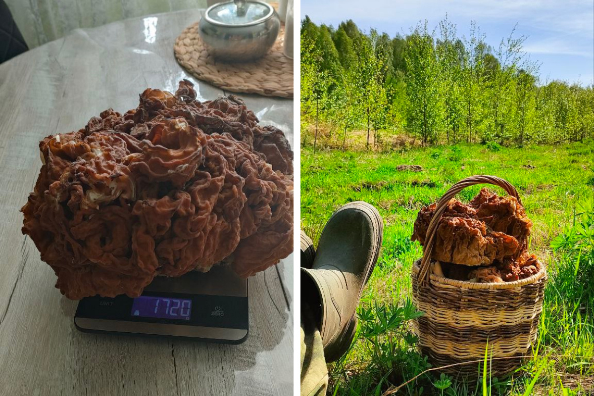 Пошла жара. Житель Нижегородской области нашел гигантский гриб весом почти 2 кг — делимся фото