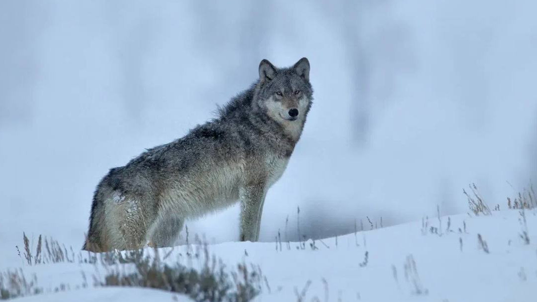 «Собаку сразу режут»: охотник рассказал, можно ли есть волка и нападает ли он на человека