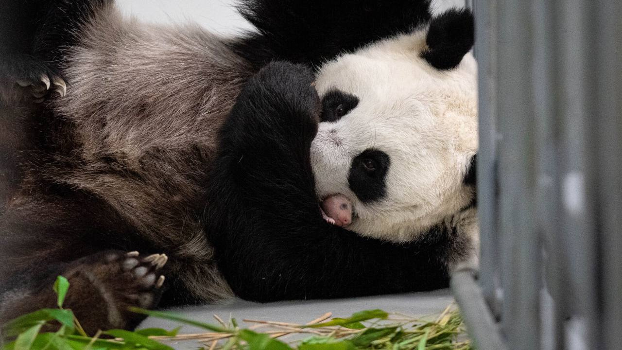 Маленькая панда в Московском зоопарке стала интересоваться внешним миром -  6 сентября 2023 - ФОНТАНКА.ру