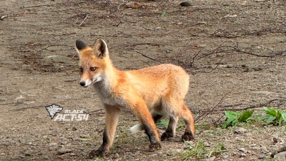 «Мы вторгаемся в их мир»: почему Новосибирск захватывают дикие лисы — чего они хотят от людей