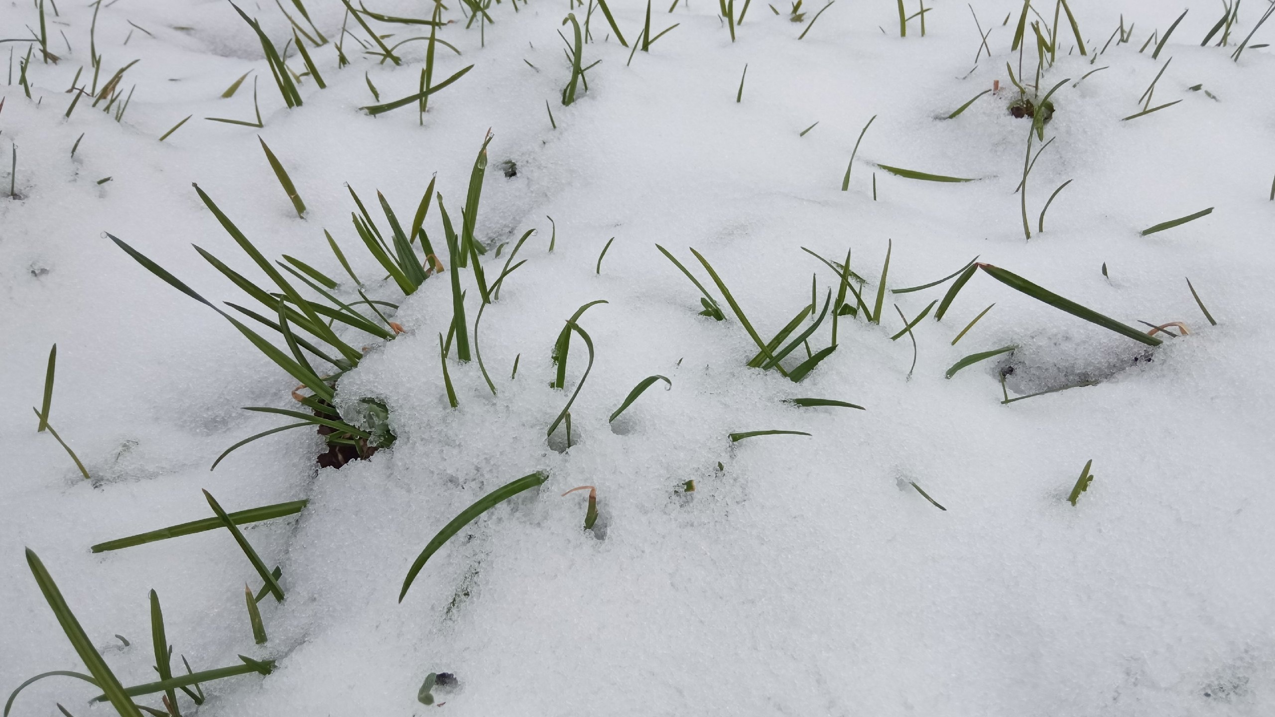 Мокрый снег и холодное начало мая. Публикуем прогноз погоды в Прикамье до конца недели