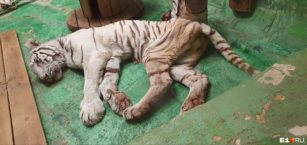«Он выживет? Его лечат?» Екатеринбуржцы обеспокоились здоровьем белого тигра, живущего в зоопарке