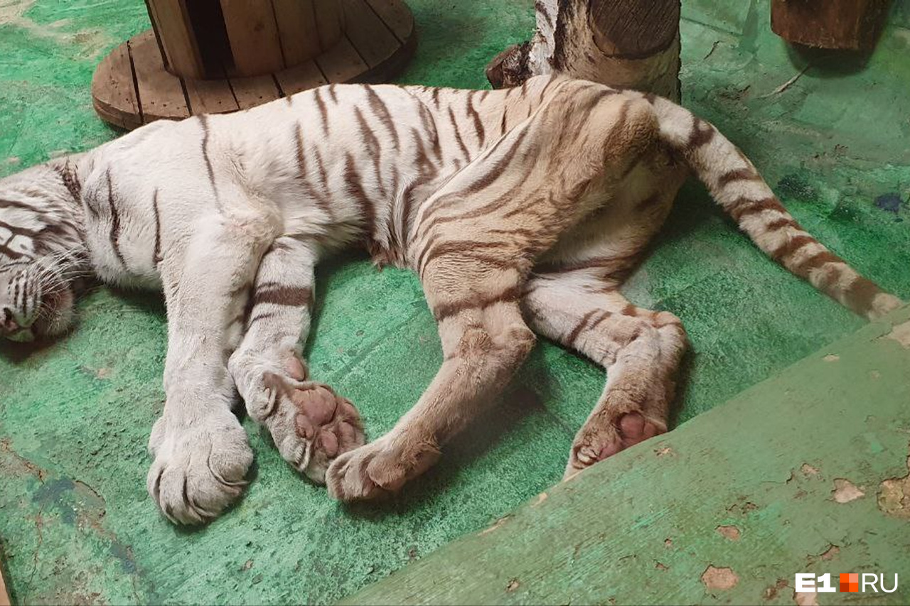 Екатеринбуржцы обеспокоились здоровьем белого тигра, живущего в зоопарке,  Хинду очень худая - 8 октября 2023 - e1.ru