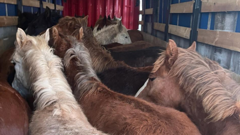 Развернули на границе: лошадей не допустили к вывозу из Оренбуржья в Казахстан
