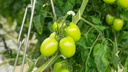 Всходы будут крепкими: как правильно сеять помидоры и почему рассада сильно тянется