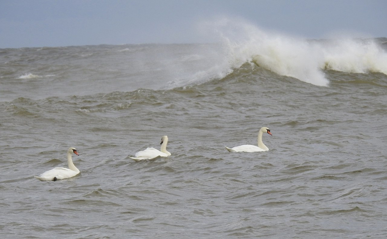 Буря море раздымает. Семья лебедей-шипунов пережила шторм в Финском заливе