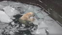 Холода не страшны: белый медведь Кай устроил заплыв в обледеневшем бассейне — по-настоящему морозное видео