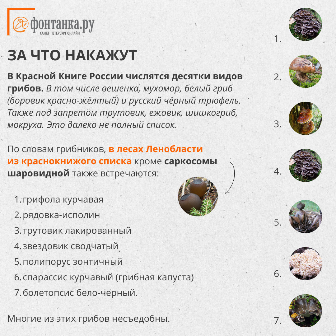 Сбор грибов в россии. Закон о грибах. Запрет на сбор грибов. Сбор грибов в 2023 году.