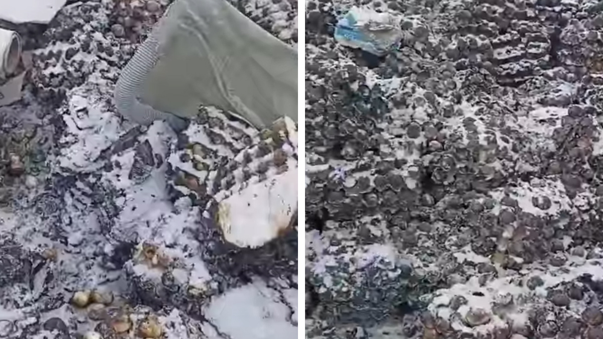 «Видимо, их пытались сжечь»: на окраине Омска нашли свалку куриных яиц — видео с залежами испорченных продуктов
