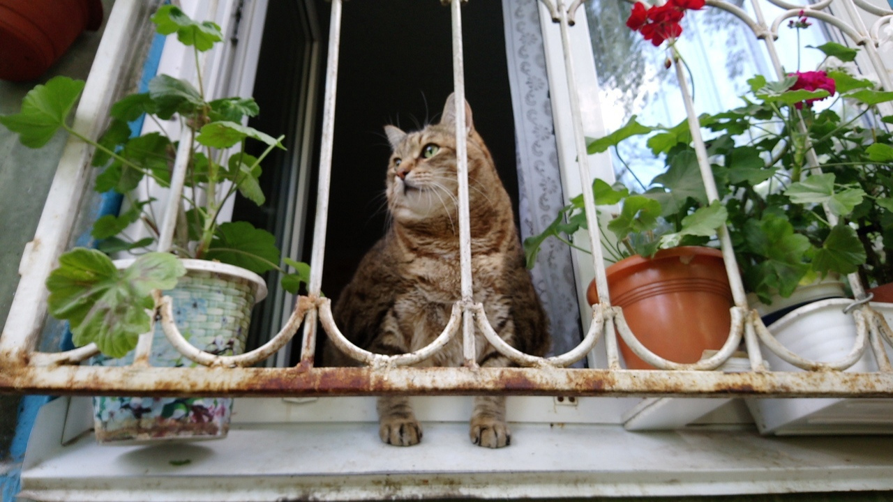 «Самый толстый кот России» Степан скончался на Алтае — ему было <nobr class="_">16 лет</nobr>