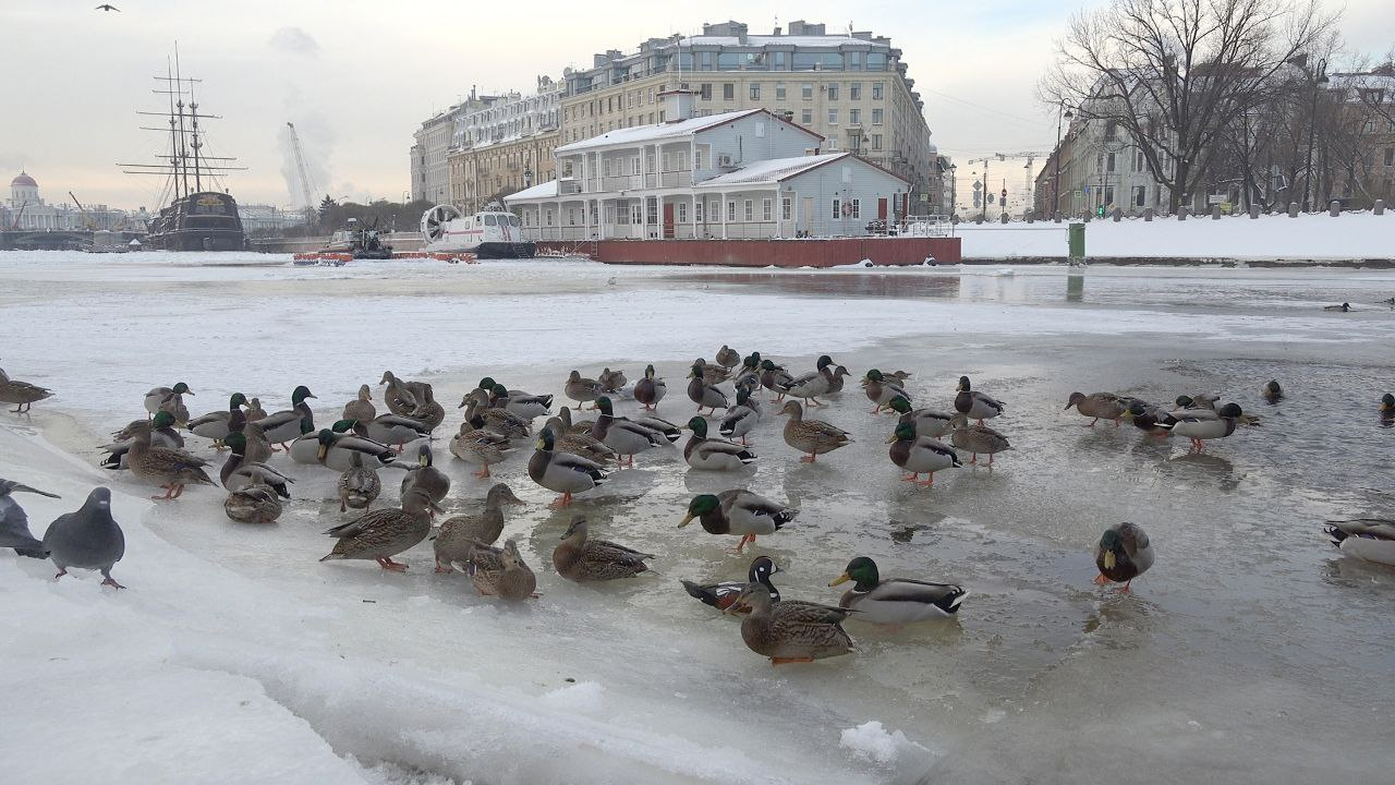 Биолог Глазков объяснил петербуржцам, почему лапки уток не мерзнут в зимней воде