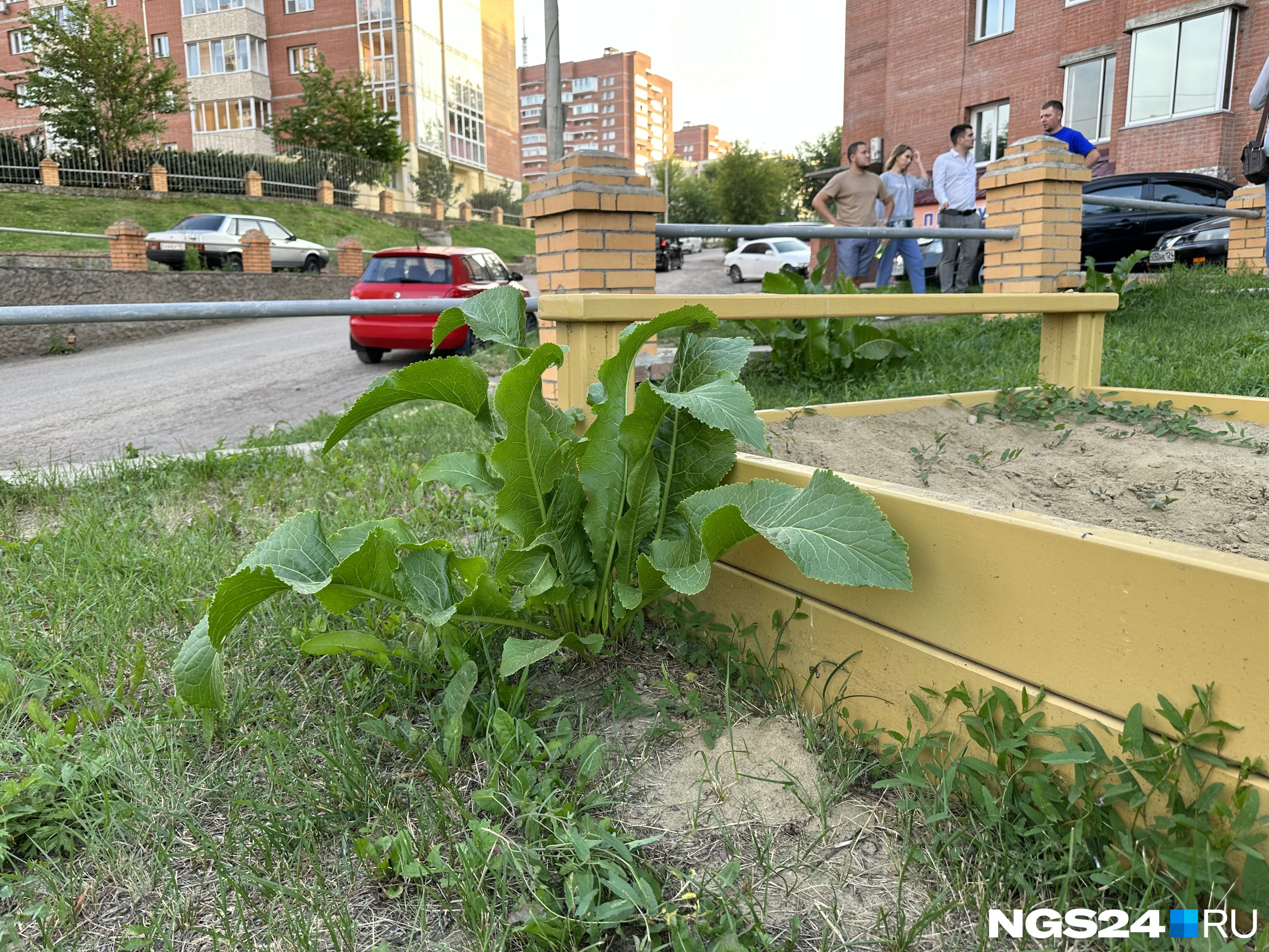 Хрен на детской площадке — собственной персоной Хрен на детской площадке — собственной персоной