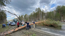 Упавшее дерево парализовало движение на трассе Челябинск — Екатеринбург