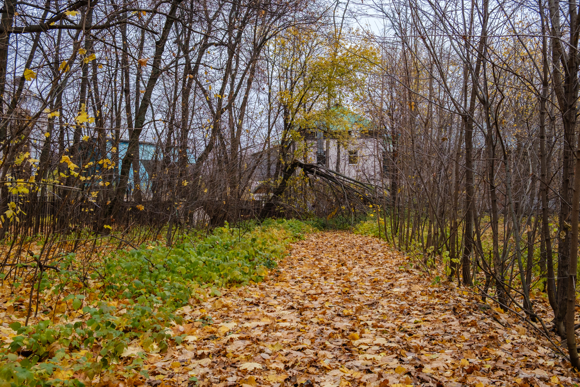 Тропинка, уложенная из листьев