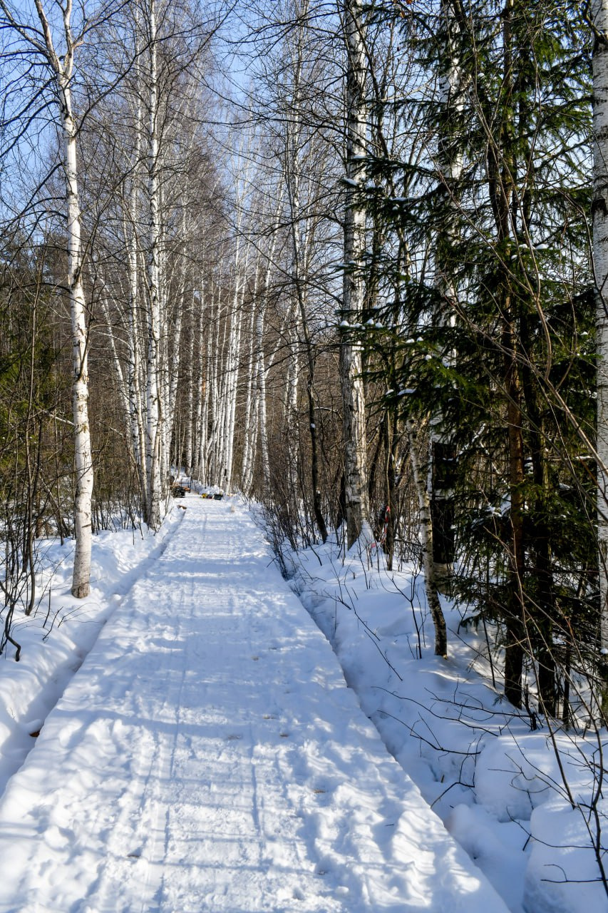 В Черняевском лесу сейчас делают дорожки