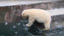 Борются с заморозками: белые медвежата ломают лед в бассейне — забавное видео из Новосибирского зоопарка