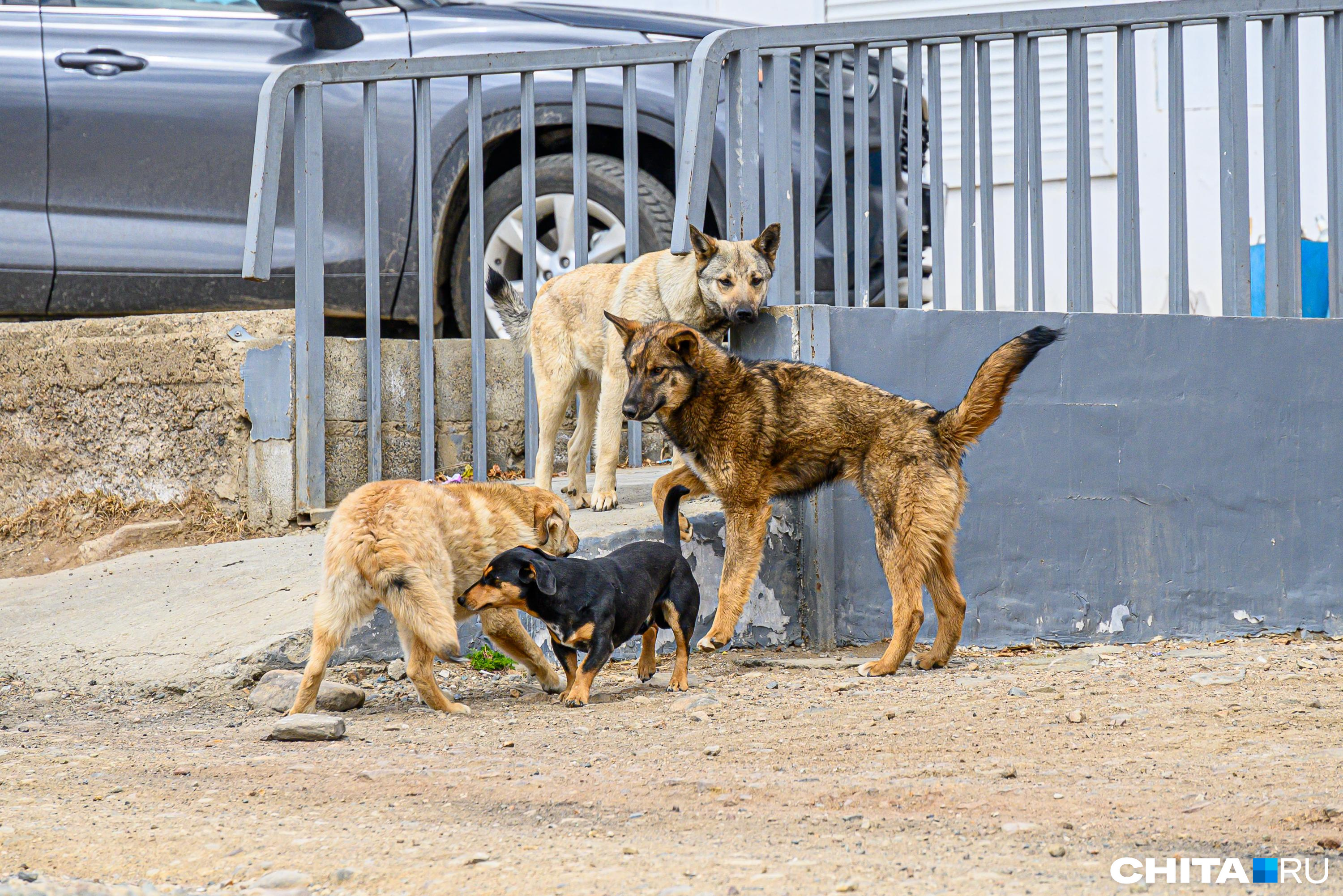 Зоозащитники подали в суд на отловщиков собак в Чите
