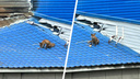 Зверь, который живет на крыше: лиса поселилась на заброшенном здании в Ярославле. Видео