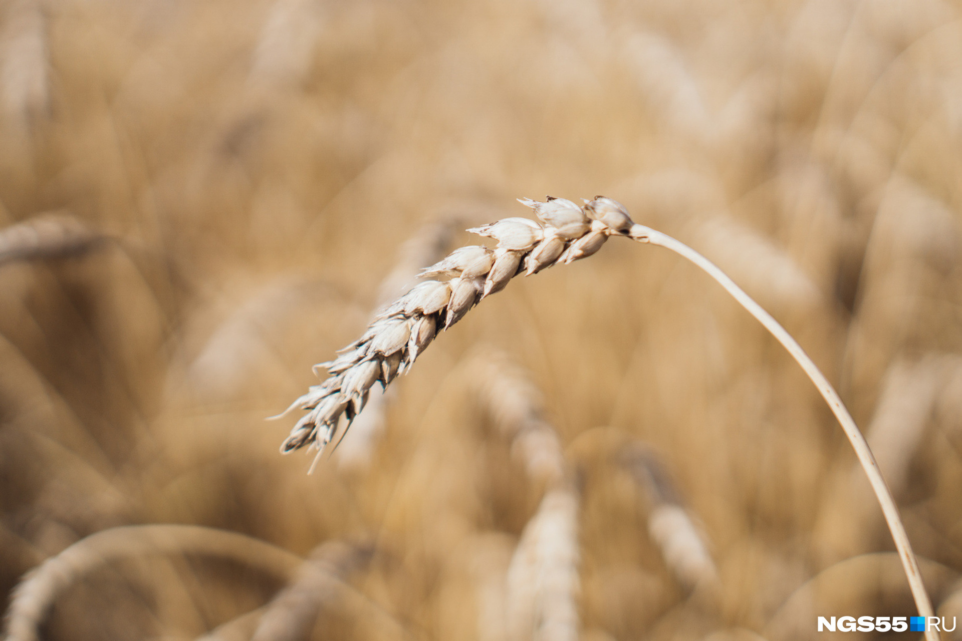 Цена на пшеницу снизилась, а на технику — выросла