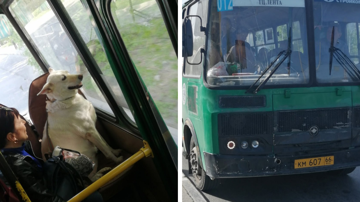 «Это перебор». Екатеринбурженка развернула жаркий спор из-за собаки в автобусе