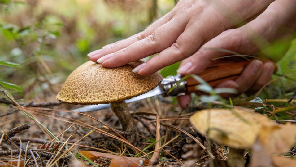 Сезон открыт? В тюменских лесах появились первые грибы — какие