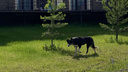 «За детей боимся»: бродячие псы загрызли девять котов в пригороде Челябинска