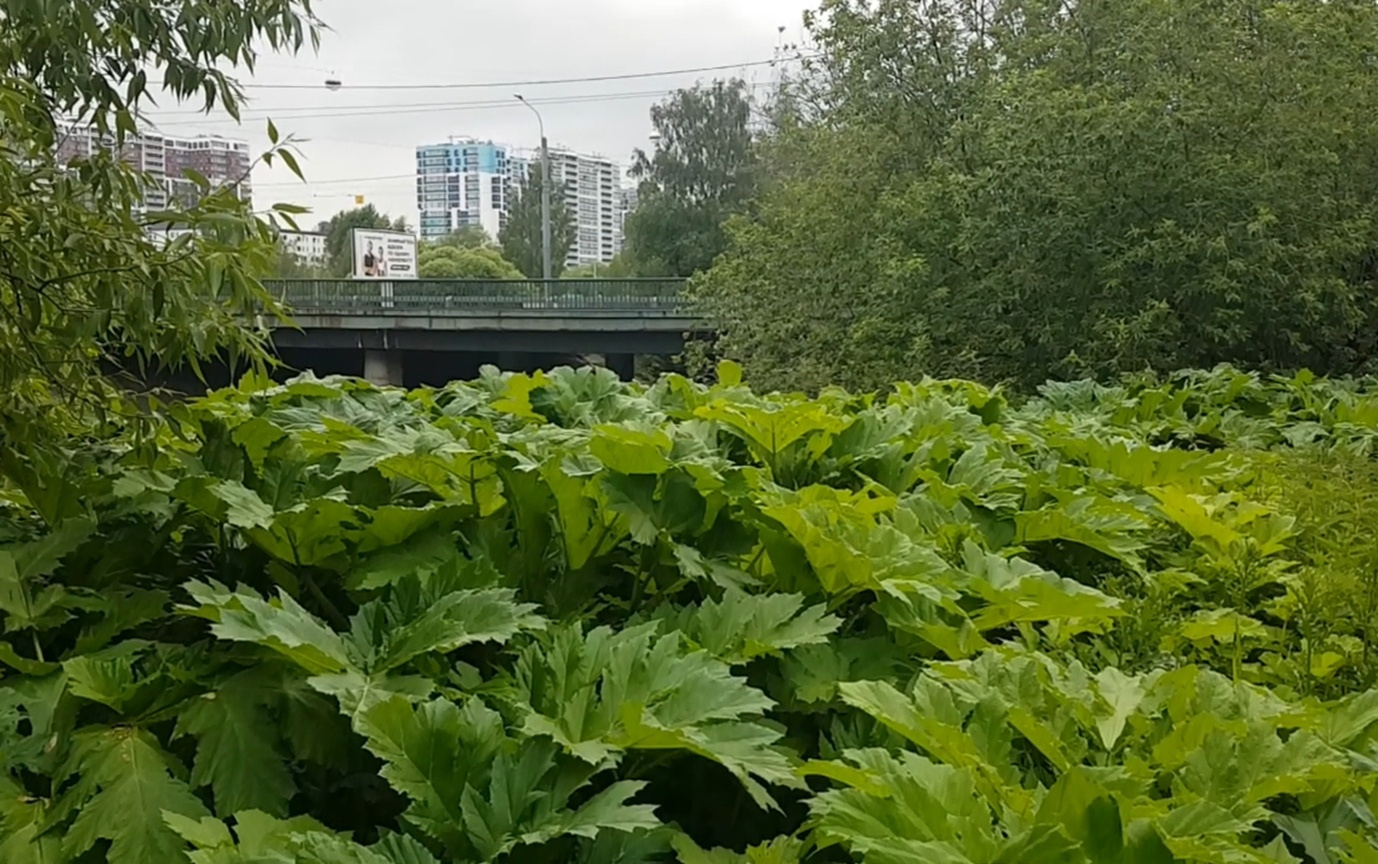 ГАТИ вынесет 101 предупреждение из-за борщевика в Петербурге - 28 июня 2023  - ФОНТАНКА.ру