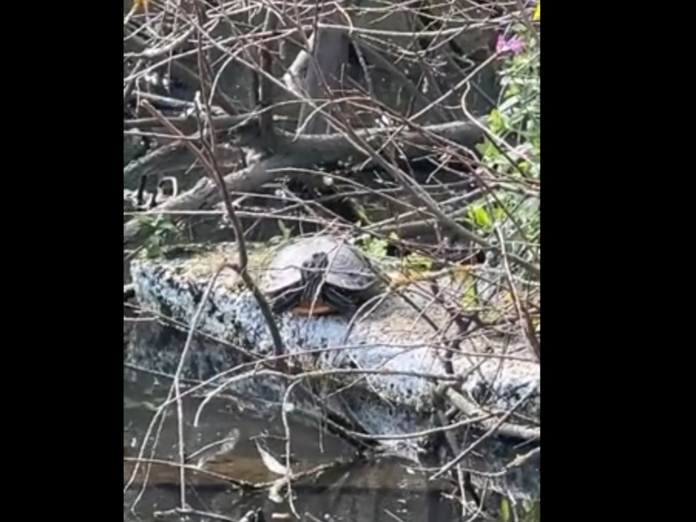 В Кудрово в пруду тоскует одинокая черепаха