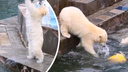 Белым медвежатам дали игрушку в зоопарке — видео, как они развлекаются
