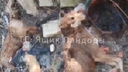 Под Волгоградом ветеринары проверяют информацию о массовом захоронении собак