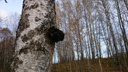 Сибиряк нашел огромную чагу на березе — 4-килограммовый гриб пришлось сбивать