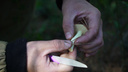 Не срезать и не выкручивать: специалист показал, как правильно собирать грибы, — простая видеоинструкция
