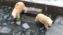 Встают лапами и давят: белые медвежата ломают лед в бассейне Новосибирского зоопарка — забавное видео