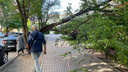 «Улица падающих деревьев»: в центре Новосибирска снова обрушилось дерево