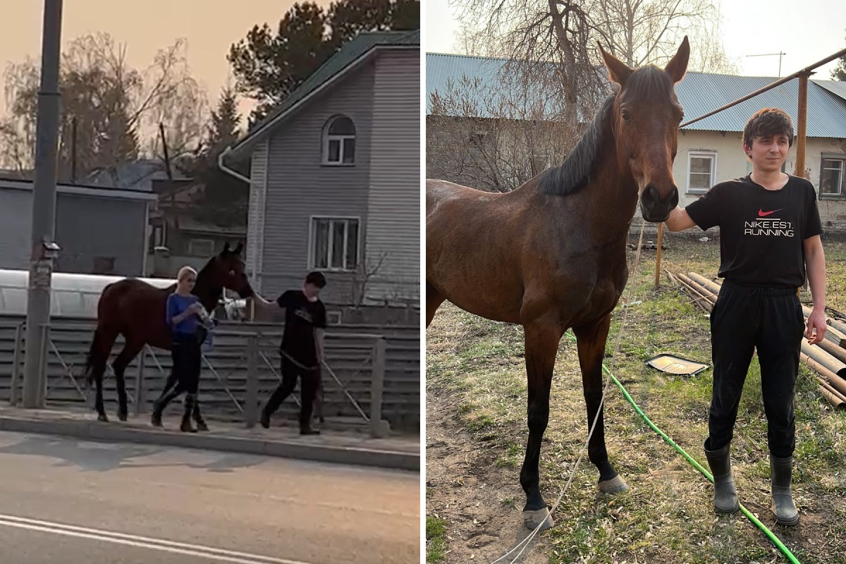 «Чтобы поймать кобылу, парень снял футболку»: как в Новосибирске ловили сбежавшую лошадь