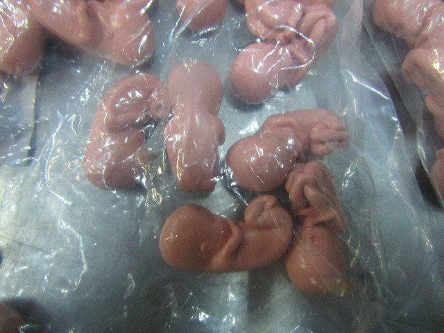 Чемодан эмбрионов перехватили на российско-эстонской границе