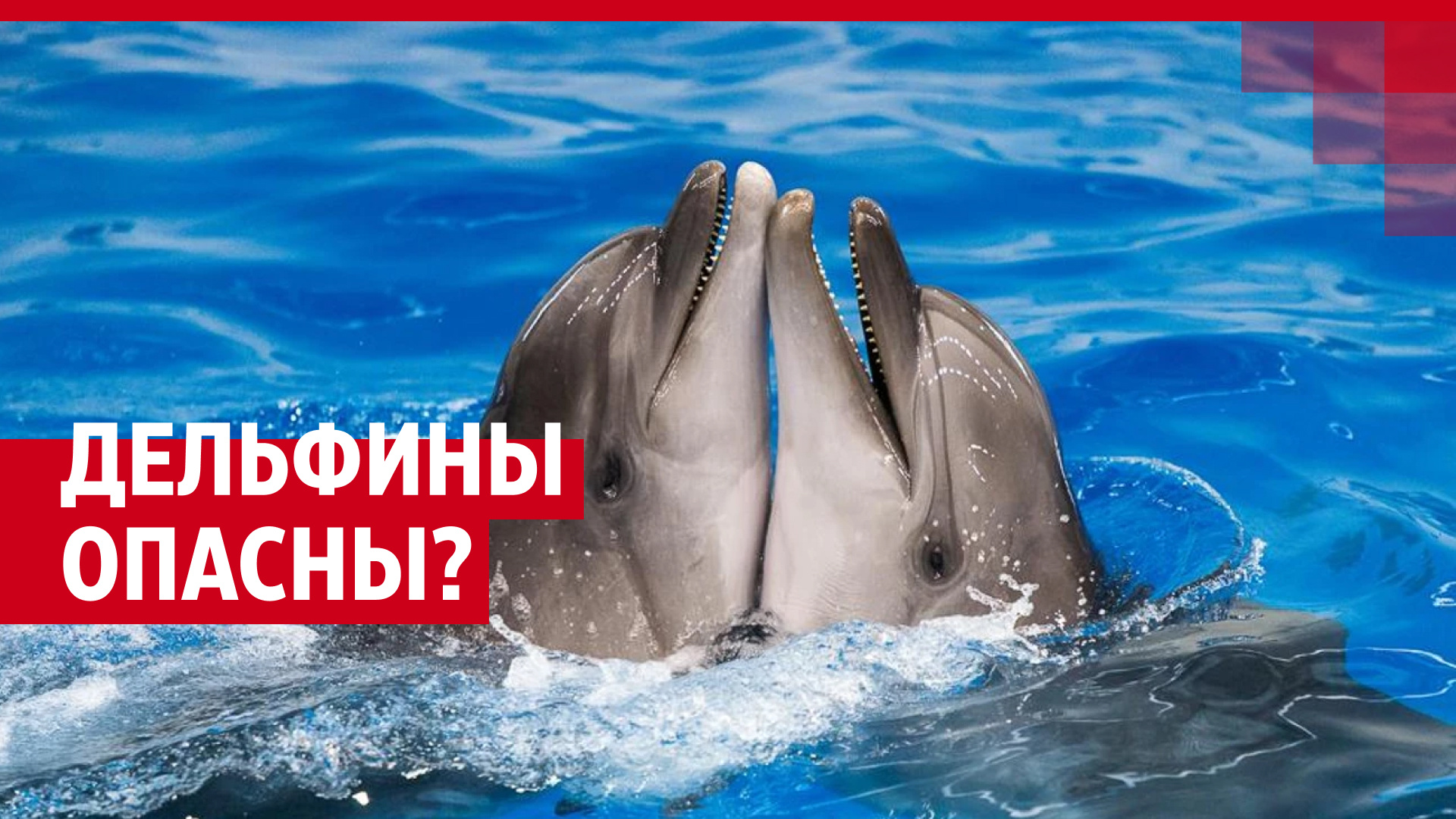 «Ты мой малыш! Моя ты рыбка!» Туристы делятся видео, как в Анапе дельфины подплывают к берегу (это опасно)