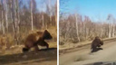 «Косолапый топит!»: омич заснял бегущего на полной скорости медведя вдоль трассы