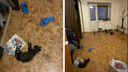37-летний житель Солнечного в пьяном угаре забил до смерти котенка, которого приютил месяц назад