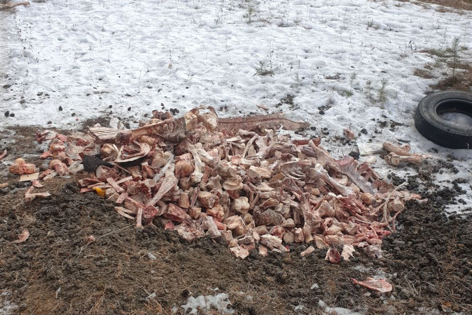 Неизвестные в Чите вывалили кучу костей животных недалеко от жилых домов