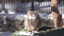 Манул греется на солнышке, зевает и умывается — милое весеннее видео из Новосибирского зоопарка
