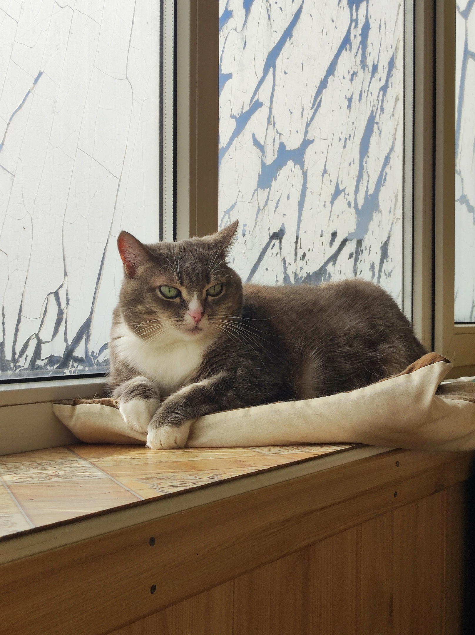Кошке Фенечке 12 лет Кошке Фенечке 12 лет