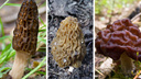 Сезон сморчков: когда пойдут первые грибы и как не насобирать ядовитых — карта грибных мест НСО