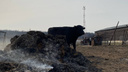 У людей сгорели дома, животные и соседи: жуткий фоторепортаж из села Юлдус, где бушевал пожар