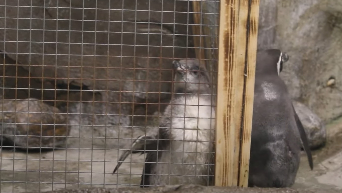 Пингвиненок вышел на прогулку и показался гостям во всей красе — очень милое видео из Новосибирского зоопарка
